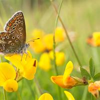 Common Blue female 